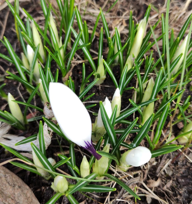 Su Velykom! Su pavasariu!