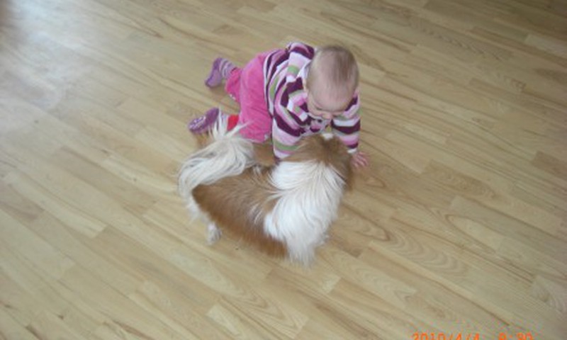 Emilija labai myli šuniukus