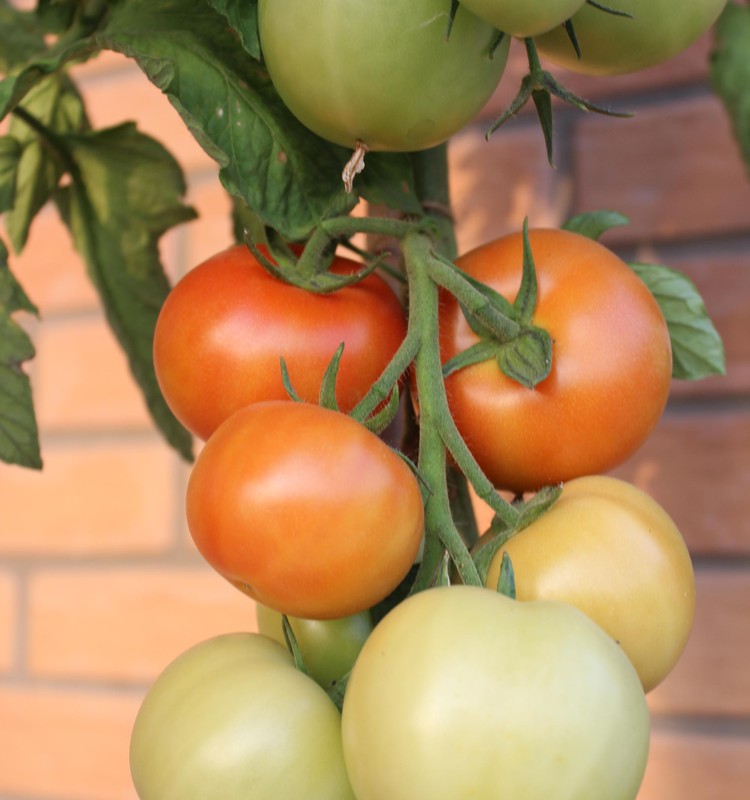 Žaliaraštis: pomidorų medis - netikėta dovana