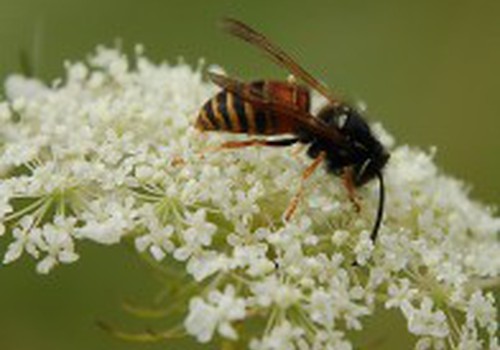 Bzzz! Puola vapsvos ir širšės!