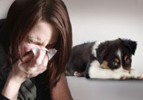 Vaiko alergija gyvūnui