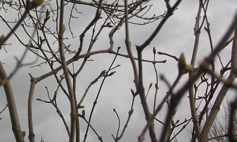 Štai ir pavasaris atėjo