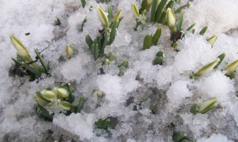 Jūsų pavasariniai fotoblogai greitai nutirpins likusį sniegą!