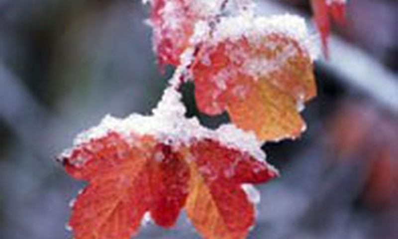 „Būk geras – tapk kaulų čiulpų donoru!“