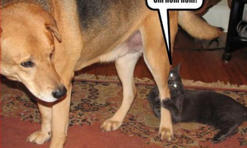 Anekdotai šeštadieniui