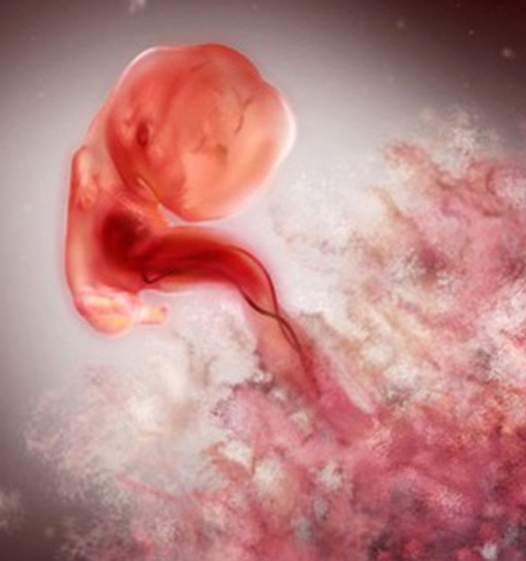 VIDEO Nėštumo kalendorius. 6 savaitė: Mažylis panašus į mini pupą
