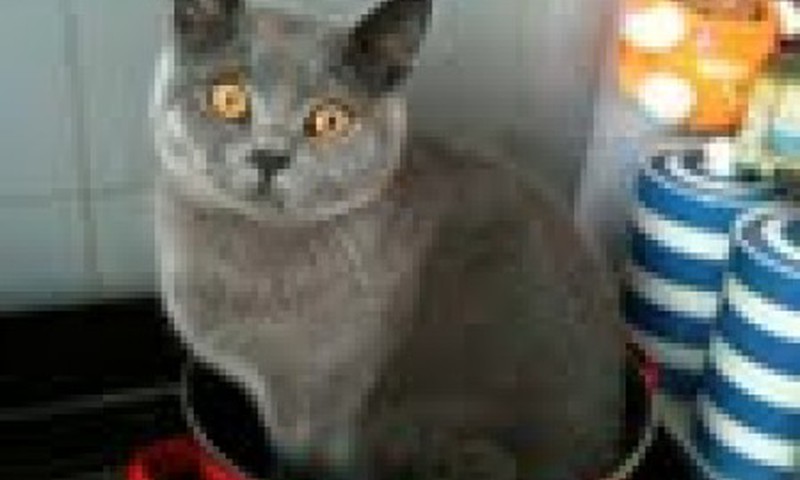 Kiek laiko praleidžiame prie puodų?