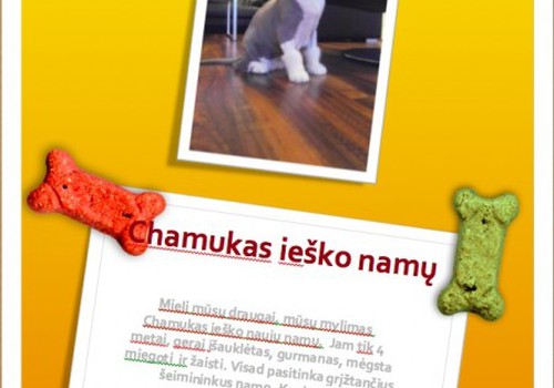 Kaip MS Office padėjo katinui Chamukui susirasti naujus namus 