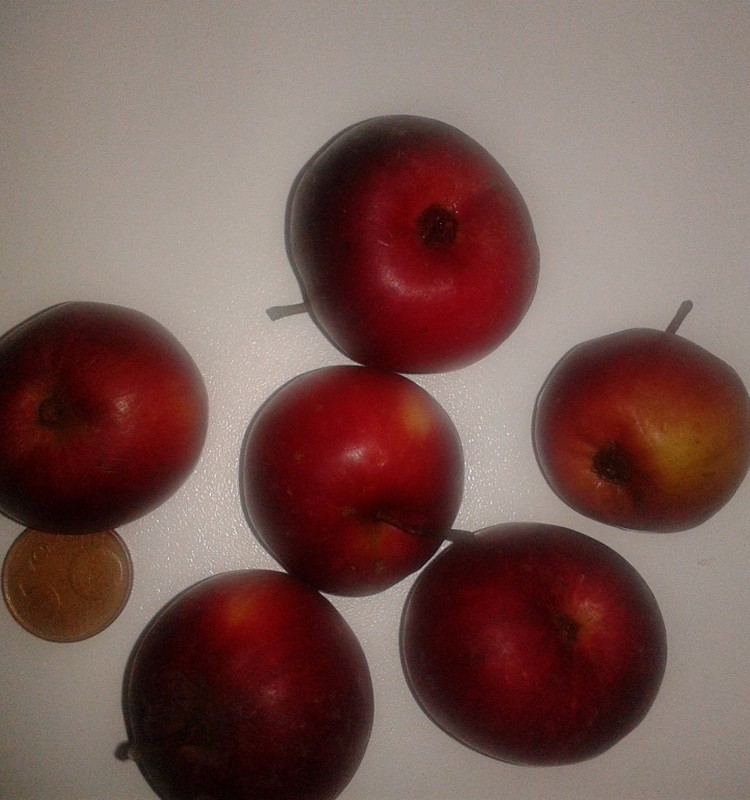 GINTARĖP 10-osios dienos laimės akimirka: mini obuoliukai