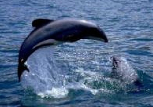 Namų video: gražuoliai delfinai 