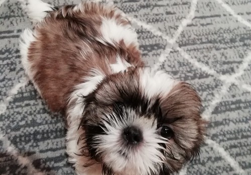 Идеальные чистокровные щенки Ши-Тцу.