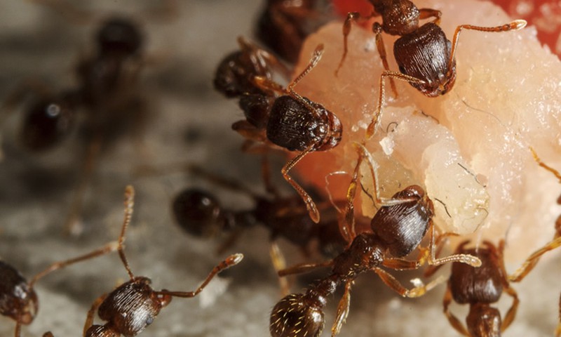 Kaip išnaikinti skruzdėles?