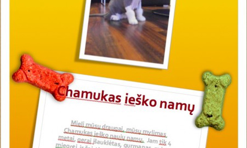 Kaip MS Office padėjo katinui Chamukui susirasti naujus namus 