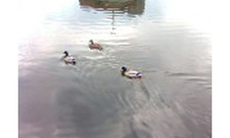 Kaip išsimiegojote?