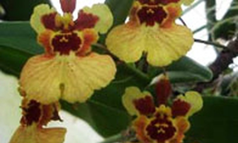 Gintarė: „susirgau“ orchidėjų liga