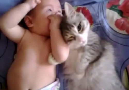 VIDEO: Kūdikis ir katinėlis - draugystė nuo pirmųjų dienų