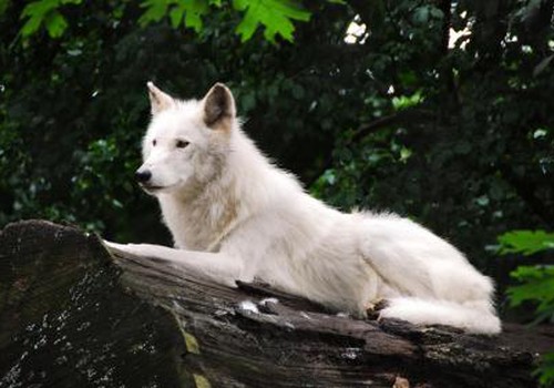 Video: arktiniai vilkai atklydo ir į Lietuvos zoologijos sodą