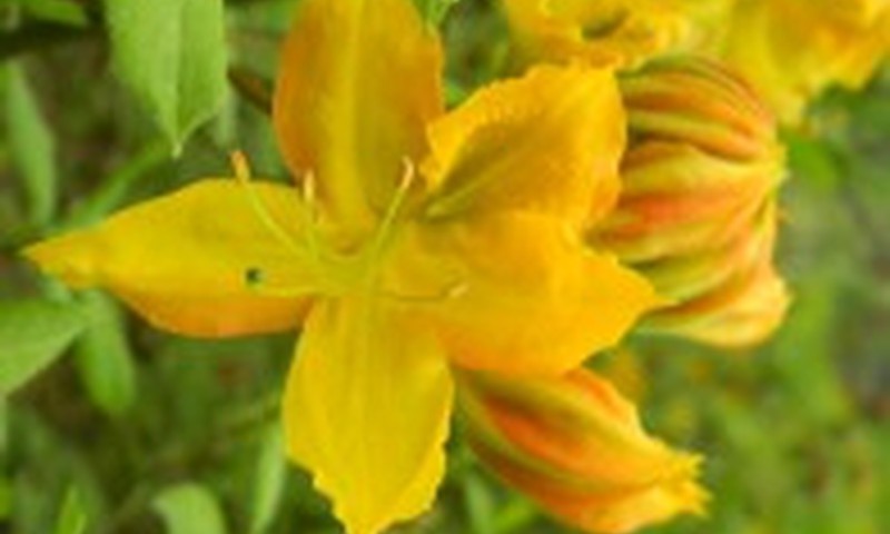 Sveikutės, su gražia vasaros diena!