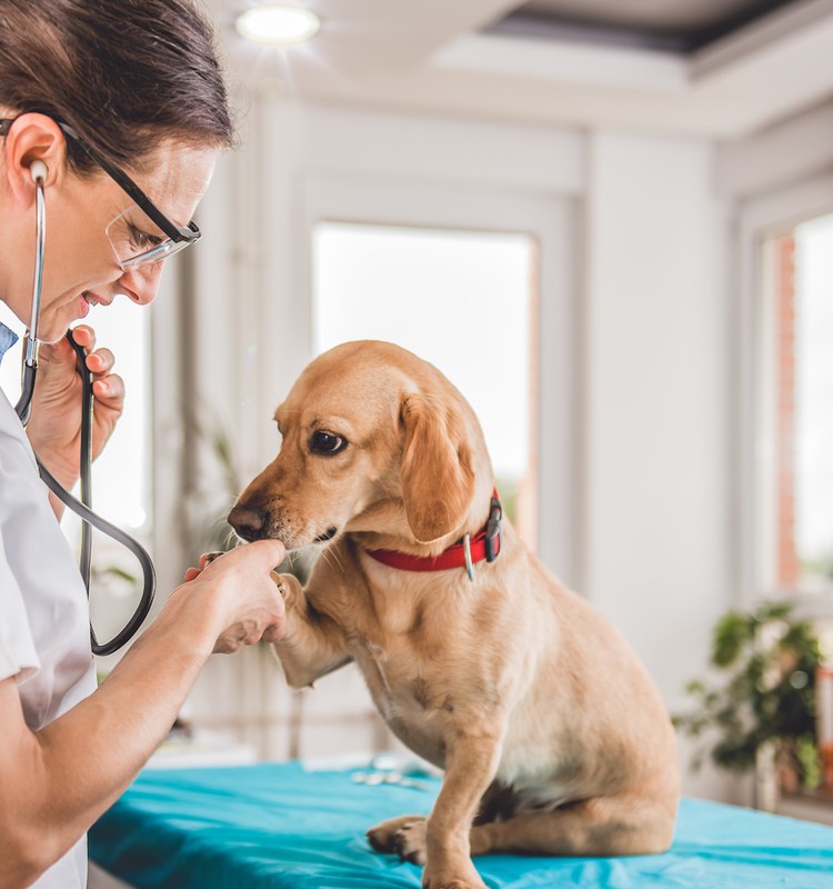 Ašaras kasdien matanti veterinarė: skaudžią pamoką žmonės išmoksta per vėlai