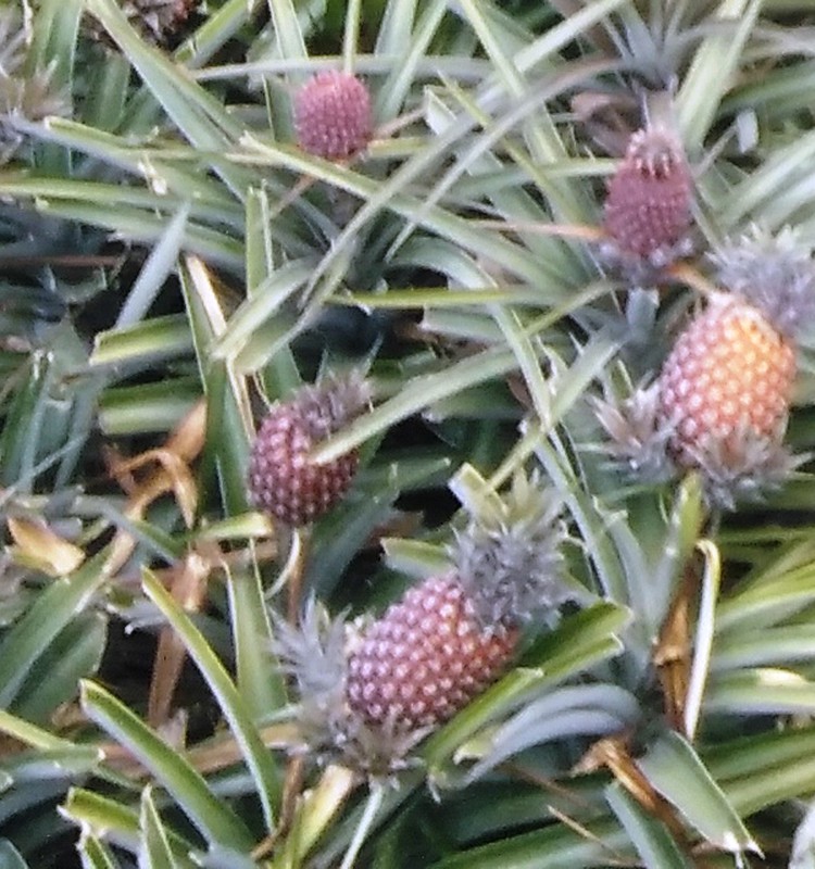 El Hierro ananasai