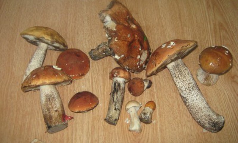 Mūsų tėtis - nepakartojamas grybautojas