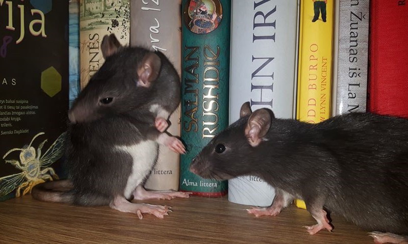 Fantastiškų (-os) knygų žiurkės - vienykimės!