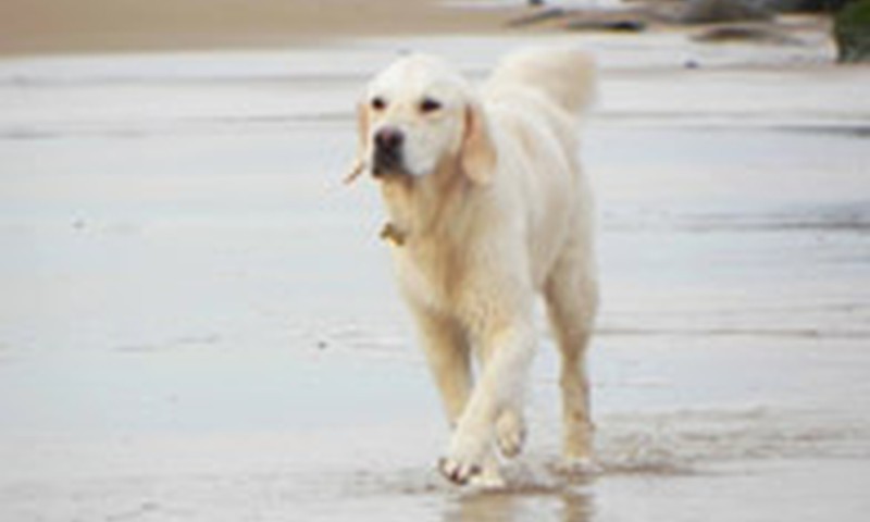 Ar šunims vieta paplūdimyje?