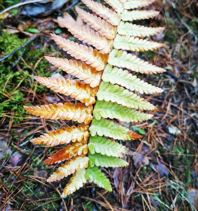 Nuotolinės fotografijos pamokėlės įkvėpti