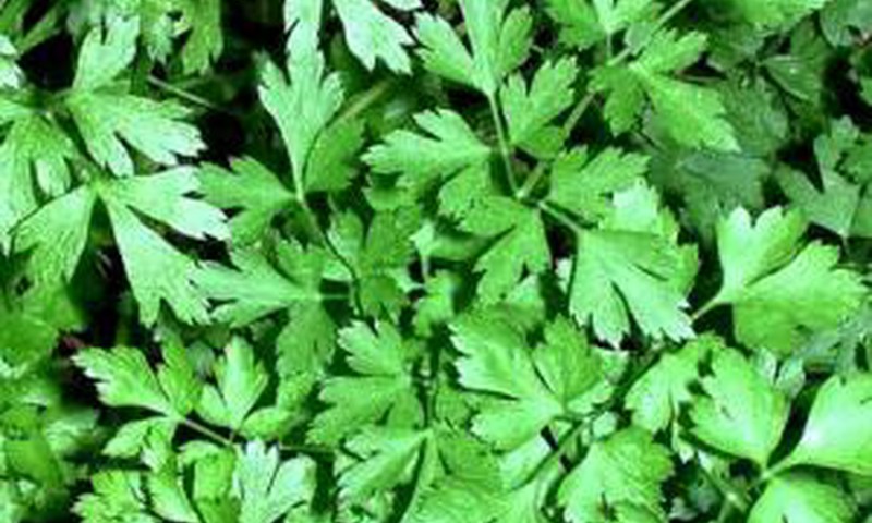 "Mamyčių klubo" mįslės atsakymas - petražolė