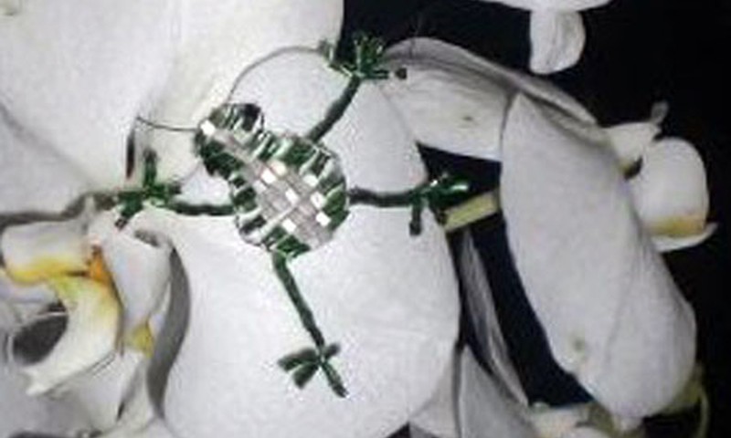 Varlytė papuošė mėgstamas gėles