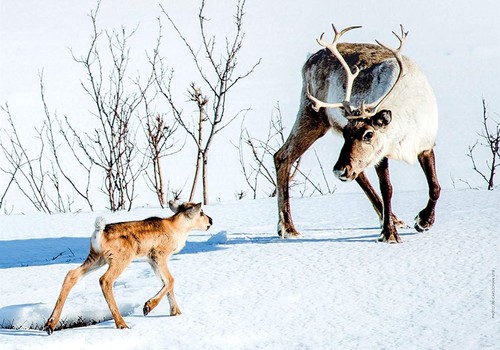 Filmo „Elniuko Ailo kelionė per Laplandiją“ įdomiausius siužeto vingius sukūrė pati gamta