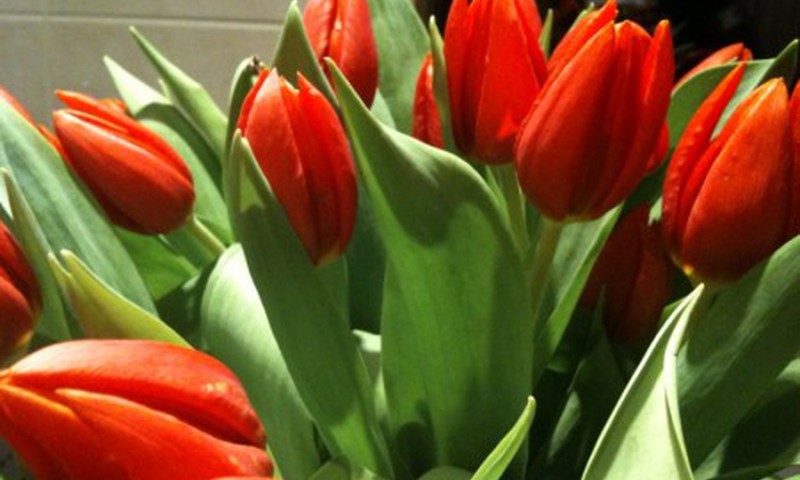 Tulpių žydėjimo šventė Burbiškyje 