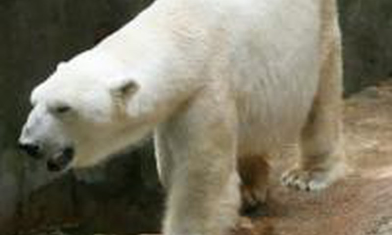 Šiandien - Arkties diena Lietuvos zoologijos sode
