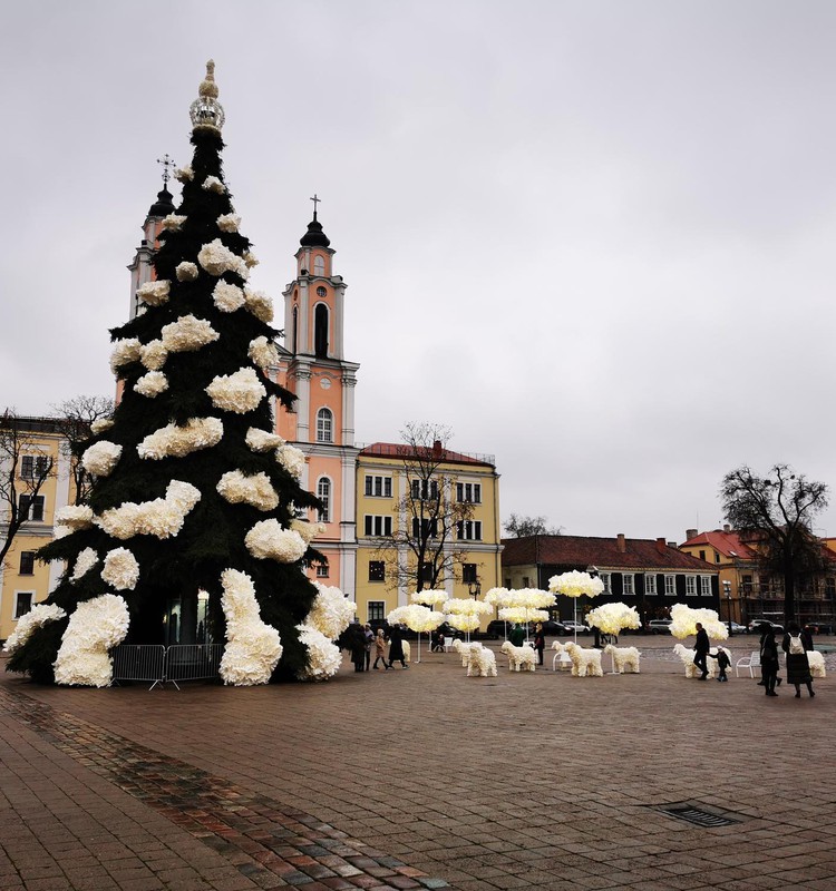 Kauno eglei - puikiausias įvertinimas
