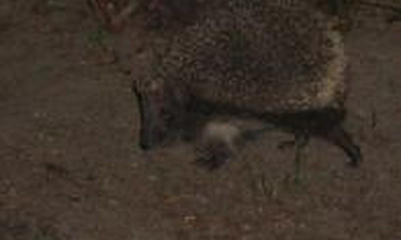 Ežiukas mūsų kieme