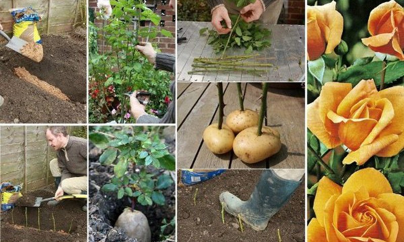 Vasaros eksperimentas: auginu bulviarožes :)