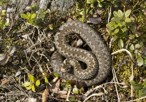 Saugokitės miškuose tykančių gyvačių