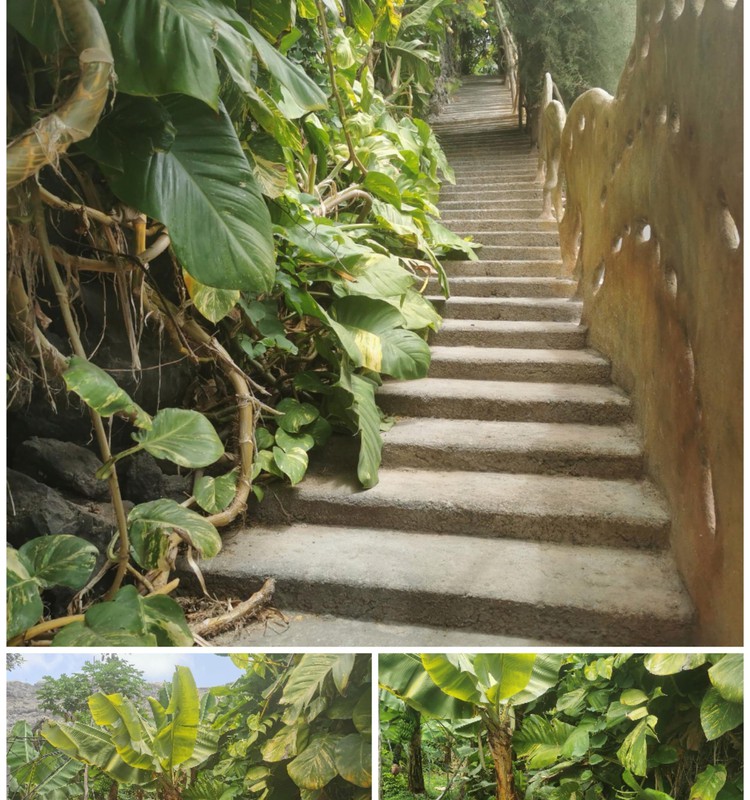 Vasaros gidas: Ekskursija su gidu į bananų plantacijas (La Palma)