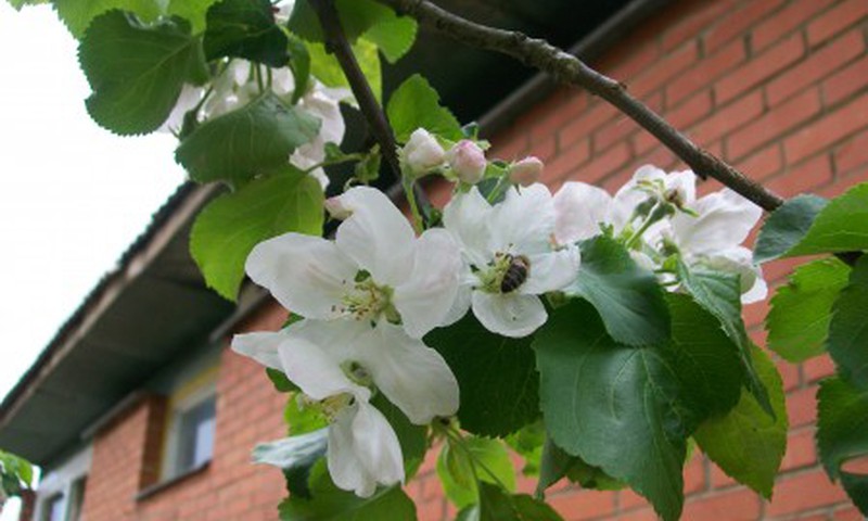 Tik pažiūrėkit, kaip žydi sodai