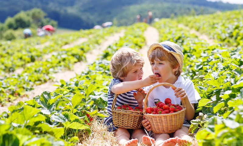 Nemalonūs vasaros „siurprizai“: kodėl pavojinga valgyti neplautus vaisius ir daržoves?