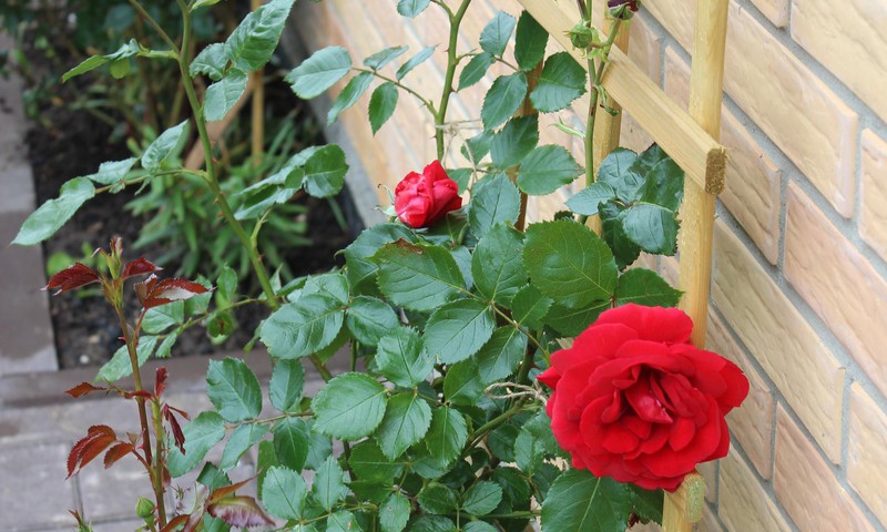 Žaliaraštis: rožė - gėlė kerėtoja