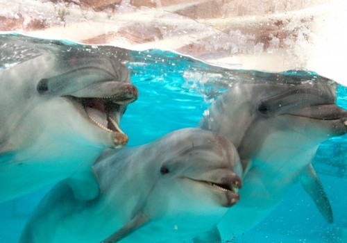 Svečiuose pas delfinus