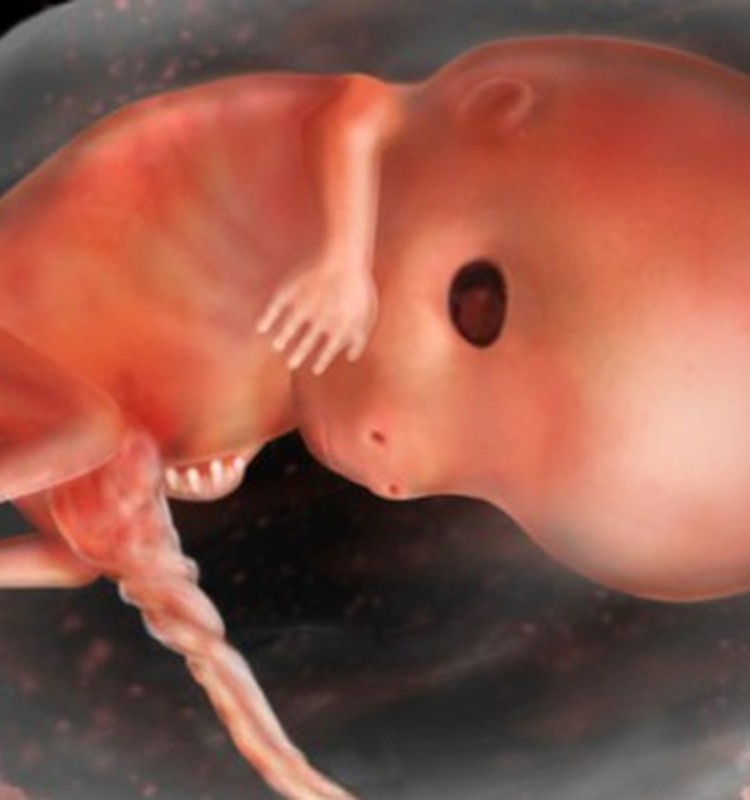 VIDEO Nėštumo kalendorius. 10 savaitė: kūdikis yra slyvos dydžio