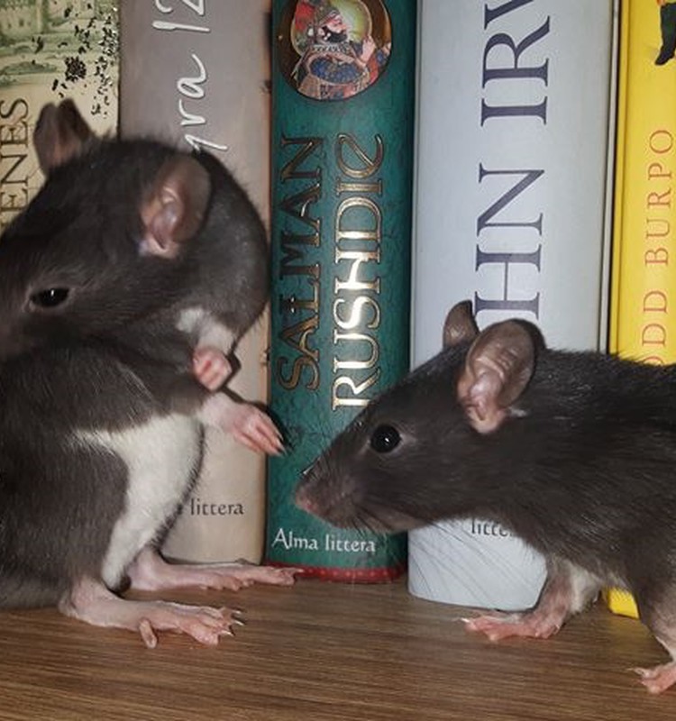 Fantastiškų (-os) knygų žiurkės - vienykimės!