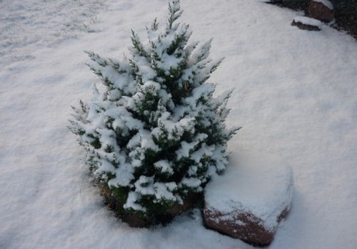 Kalėdinis klaipėdiečių susitikimas - gruodžio 11 dieną!