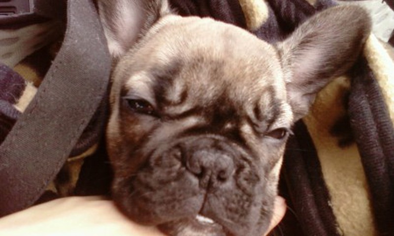 Po gimdymo nebenoriu matyti savo šuns