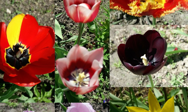 Pavasario blogas:  tarp gėlių... :)