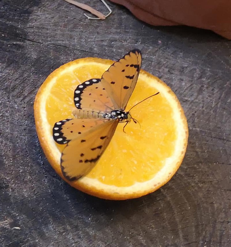 Lankome gyvų drugelių parodą