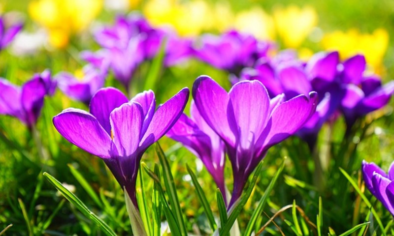 Jūsų pavasariški eilėraščiai arba kas laimi knygą "Saulė sodą pasodins"