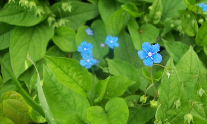 Penkių dienų atostogos gimtinėje